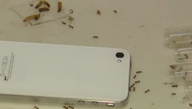 L’effet des ondes du téléphone portable sur les fourmis va vous faire froid dans le dos