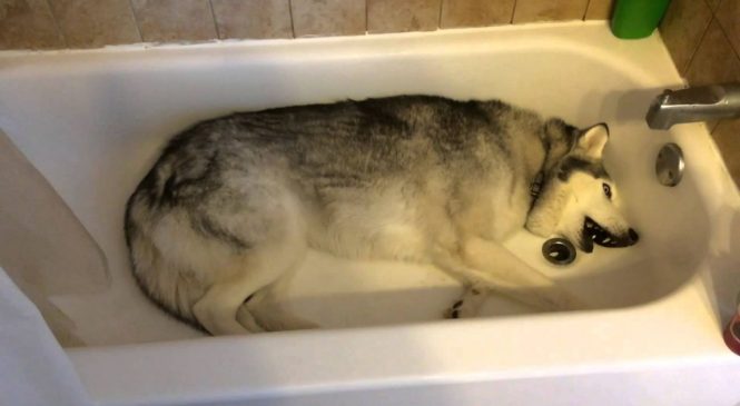Un husky fait un énorme caprice dans une baignoire