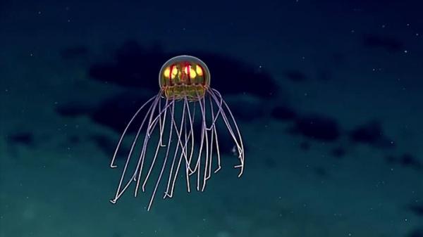 Une méduse qui ressemble à un extraterrestre découverte au fond des océans