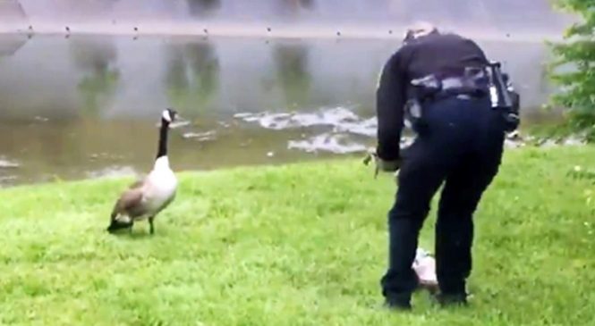 Ce policier suit une oie qui l’appelle. Ce qu’il découvre ensuite le laisse sans voix !