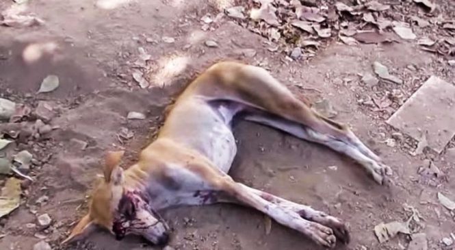 Ce chien rampe dans un jardin pour mourir, mais regardez bien ce qu’il lui arrive ensuite!