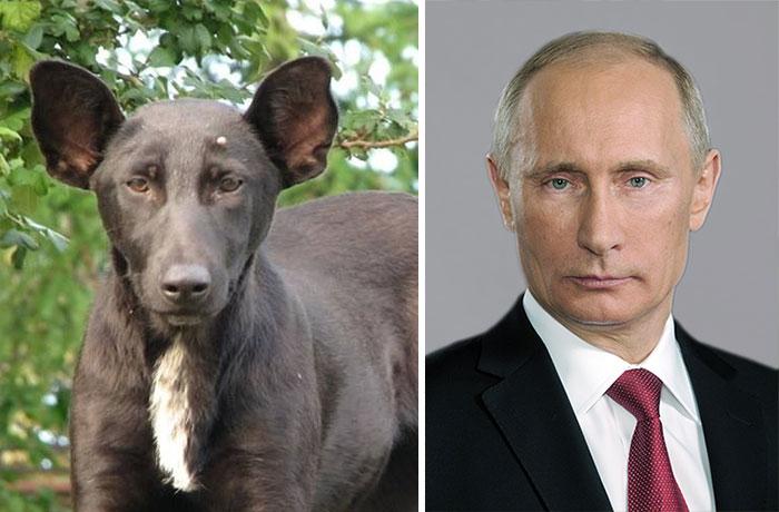 Poutine / Chien