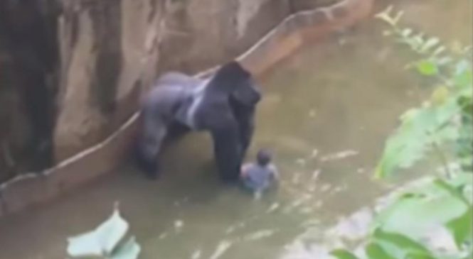 Un enfant tombe dans l’enclos d’un gorille. L’animal se fait abattre…