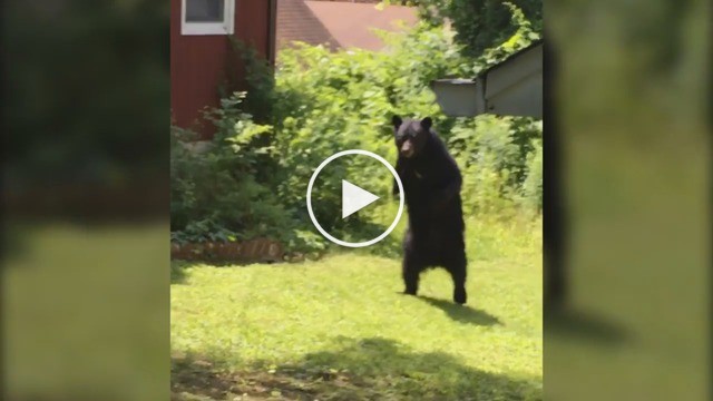 Un ours aperçu en train de marcher debout à cause d’une blessure