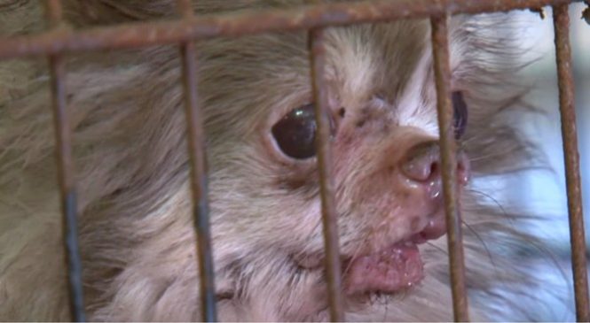 Après Avoir Passé Toute Sa Vie Dans Une Petite Cage Rouillée, Ce Chihuaha Se Laissait Mourir !