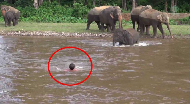 Un jeune éléphant se précipite dans l’eau pour sauver un homme en détresse