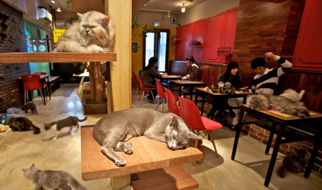 Des cafés spécialement conçus pour les chats