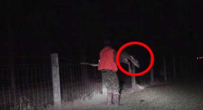 Le chasseur remarque un cerf qui ne peut pas bouger. Puis, il fait cette chose déroutante à l’animal devant la caméra.