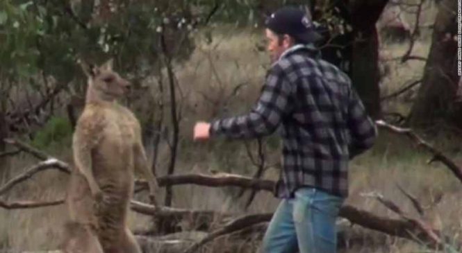 Un homme frappe un kangourou au visage pour sauver son chien