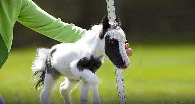 Voici le plus petit cheval du monde !