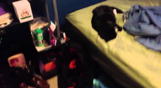 Il réveille son chat en faisant exploser un pétard près de son oreille (Vidéo)