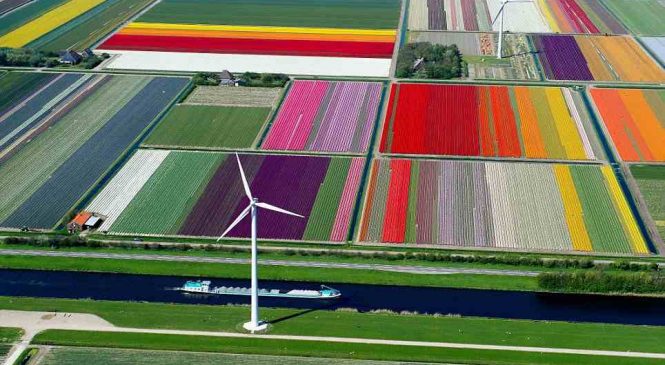 Aux Pays-bas, il y a des milliards de tulipes et les paysages sont magnifiques !