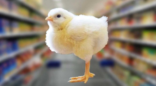 Est-il possible de faire éclore des œufs de supermarché ?
