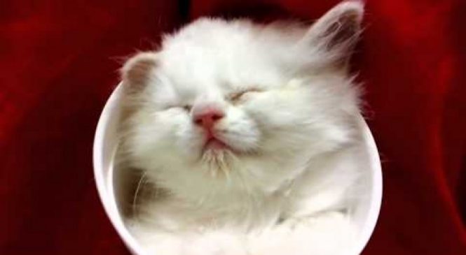 Petit chaton qui dort dans une tasse