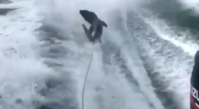 Des pêcheurs traînent un requin derrière leur bateau juste pour s’amuser (Vidéo)