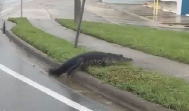 Des requins et des alligators dans les rues de Miami lors de l’ouragan Irma