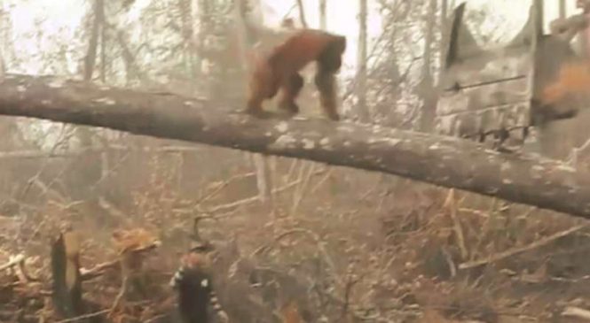 Un orang-outan défie un bulldozer pour protéger sa forêt et tombe à terre (Vidéo)