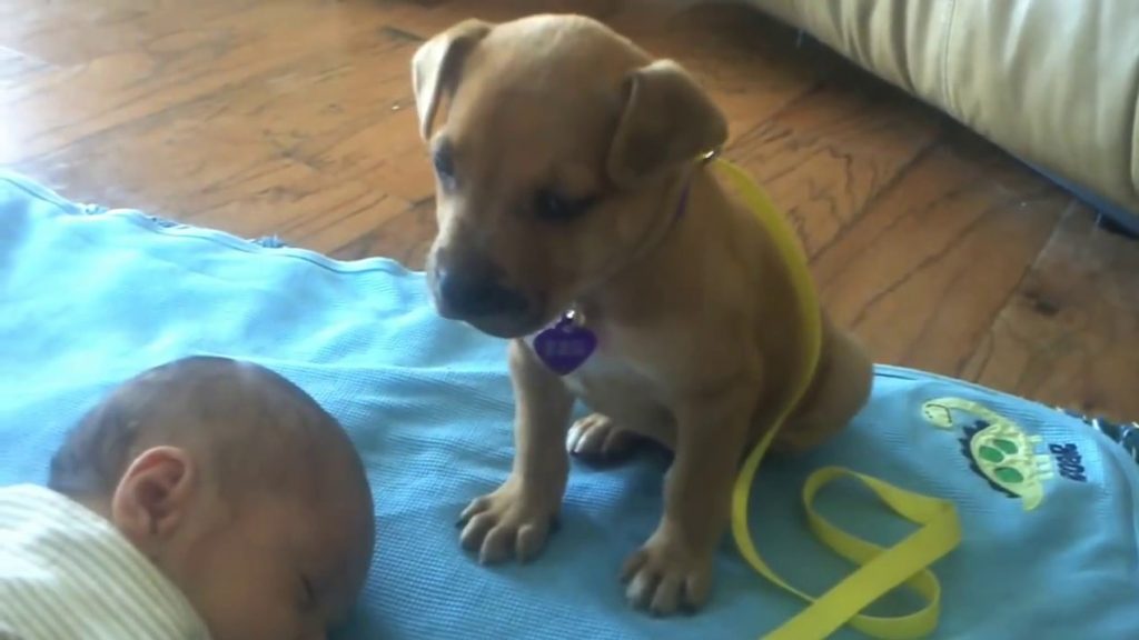 Un chiot s’endort tranquillement sur un bébé