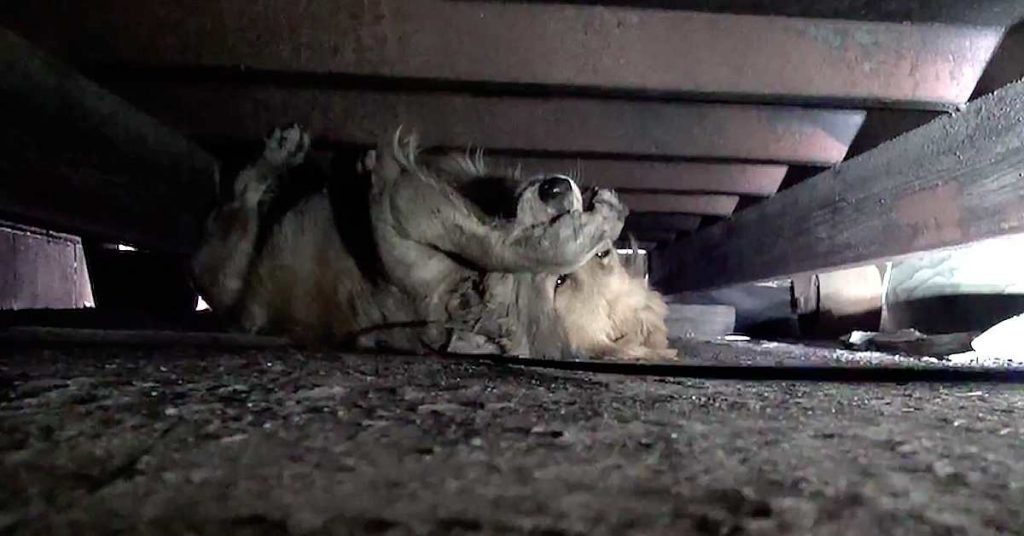 Une chienne abandonnée panique en voyant des sauveteurs mais attendez de voir la suite…