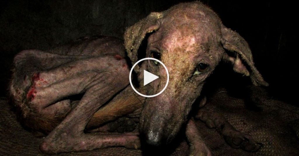 Ce chien est au bord de la mort, mais un véritable miracle arrive!
