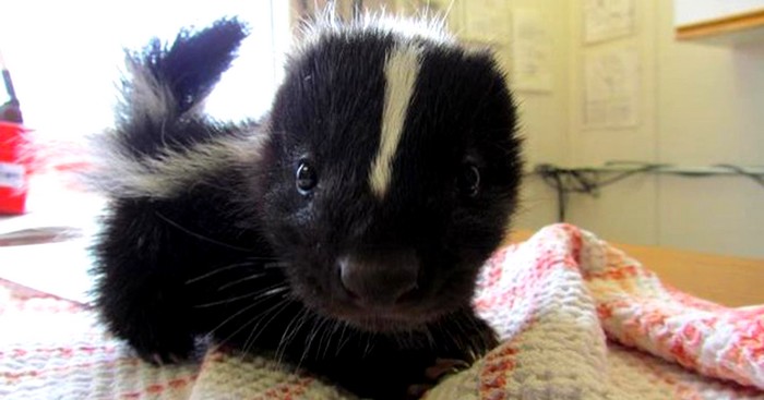 21 des bébés animaux les plus beaux