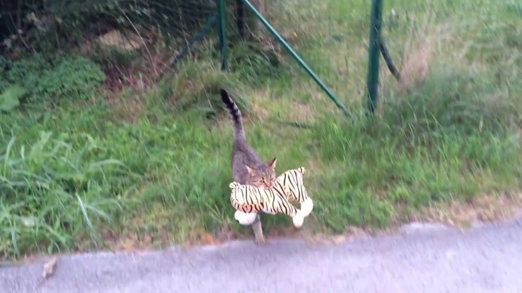 Un chat revient après avoir chassé un tigre chez le voisin