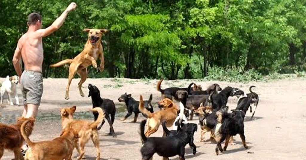 Il recueille à son domicile plus de 400 chiens maltraités. Admirez ce qu’il fait avec eux!