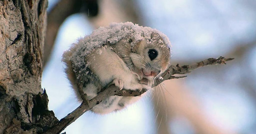 Ces écureuils volants sont certainement les animaux les plus mignons de la Terre!