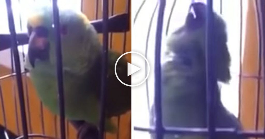 Ce qu’un perroquet fait après avoir passé du temps avec un bébé est très perturbant !