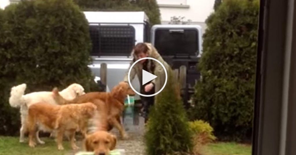 Ces chiens voient cette femme sortir de l’auto, ce qu’ils lui font est surprenant!