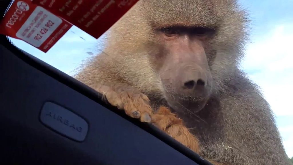 Ce singe a fait une chose incroyable sur une voiture. Vous allez exploser de rire!