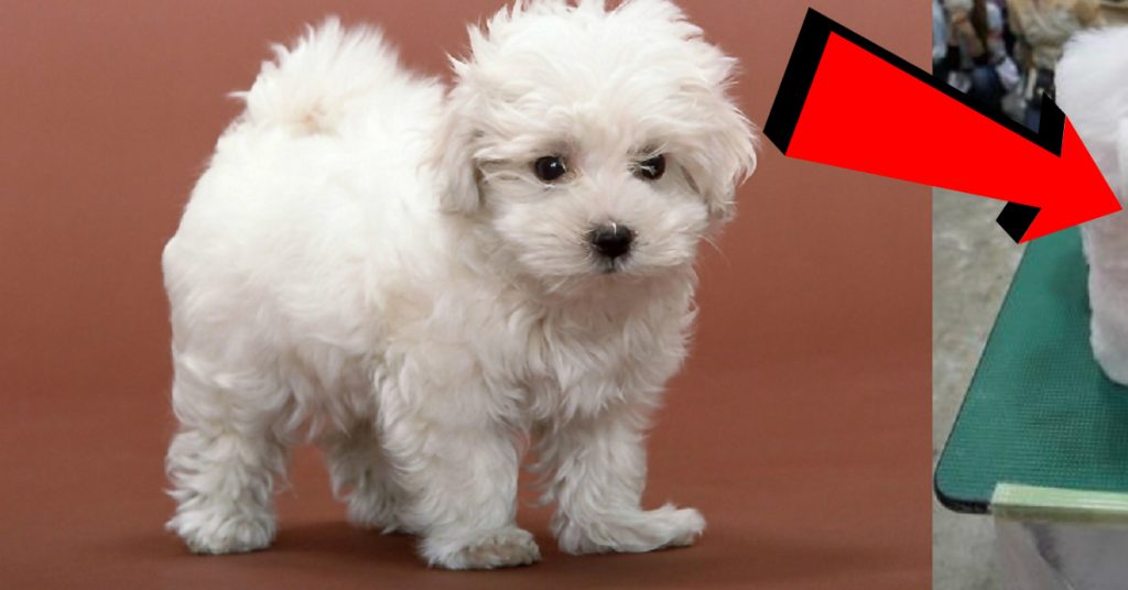 Une affreuse mode fait fureur au Japon. Les pauvres chiens, c’est horrible!