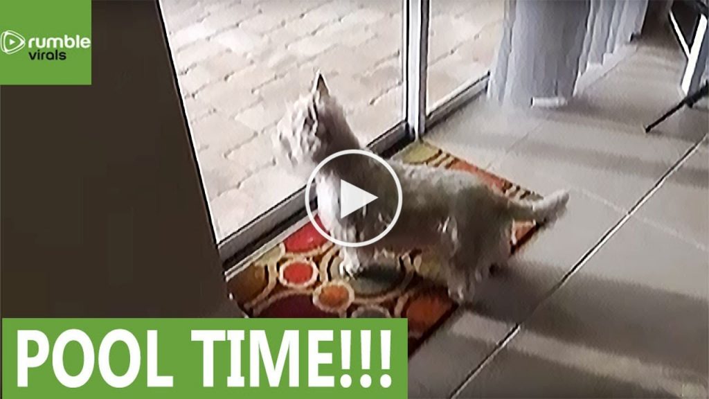 Un chien découvre qu’il y a une piscine dans sa nouvelle maison. Regardez sa réaction!