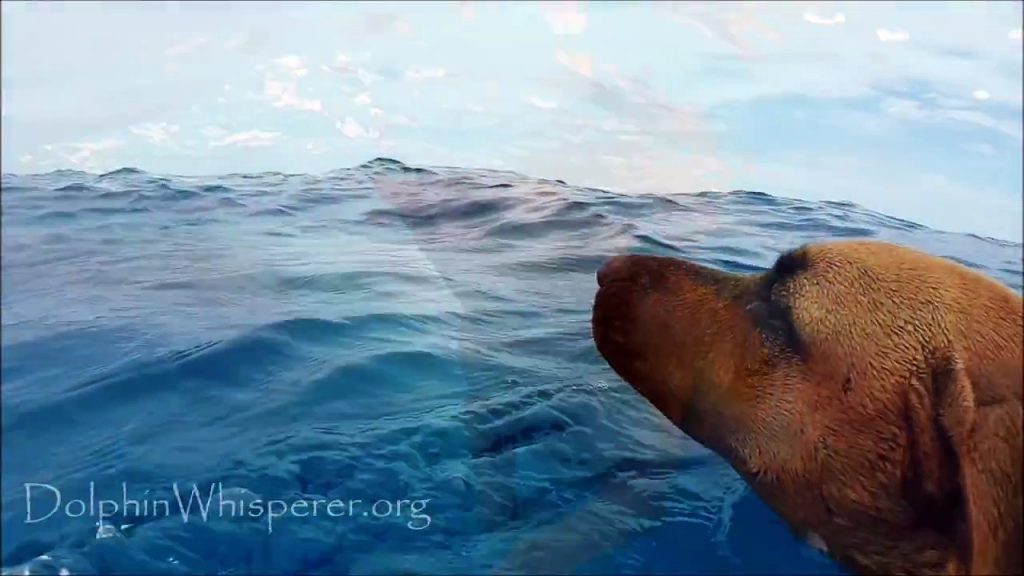 Cette chienne voit pour la première fois des dauphins et fait une chose MAGNIFIQUE!