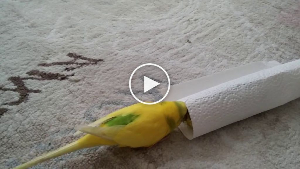 Un oiseau pleure son amie…