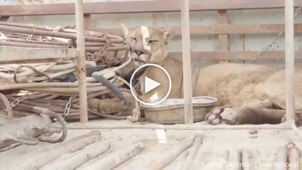 Un puma de cirque enchaîné pendant 20 ans découvre la nature pour la première fois
