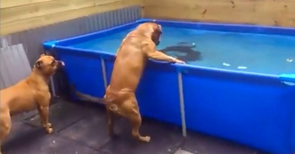Ces deux chiens voient un truc dans l’eau, 1 minute plus tard ils surprennent tout le monde!