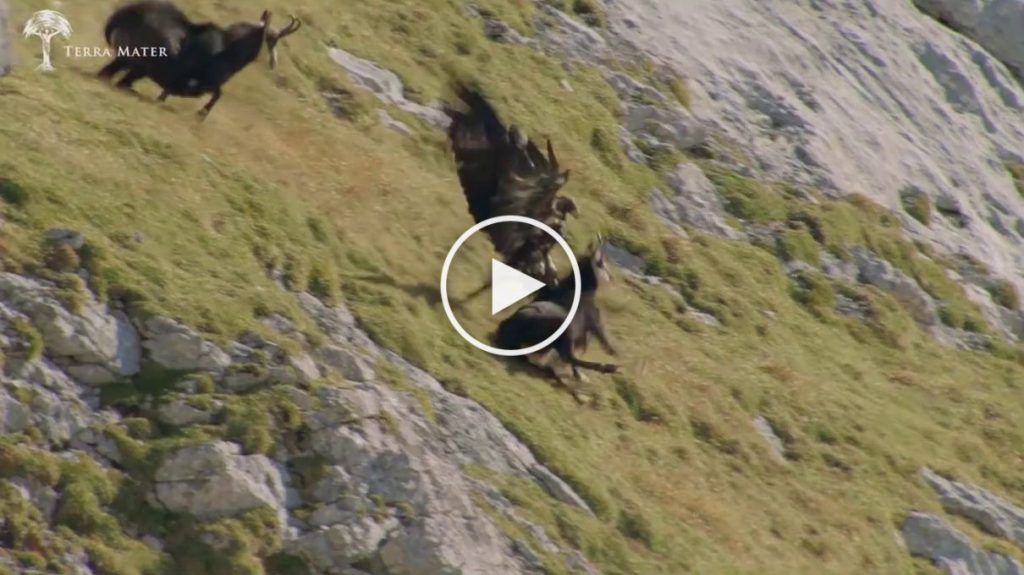 La spectaculaire attaque d’un aigle sur un chamois!
