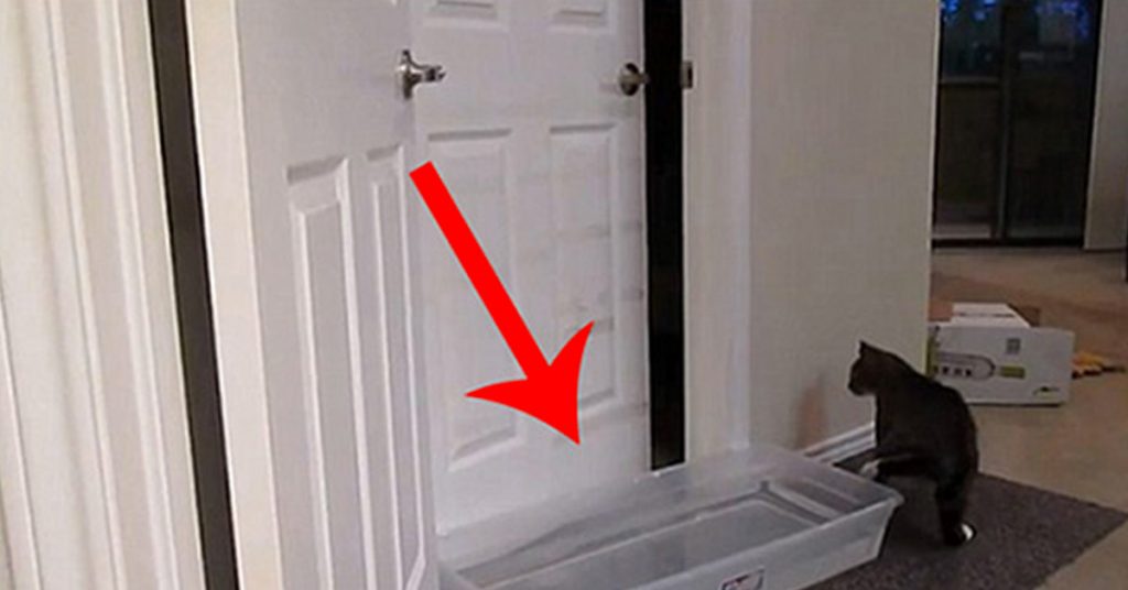 Il place un bac pour que son chat arrête d’ouvrir la porte. Regardez bien ce qu’il va faire!