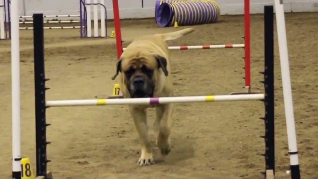 Quand un chien mastiff fait une course d’agility