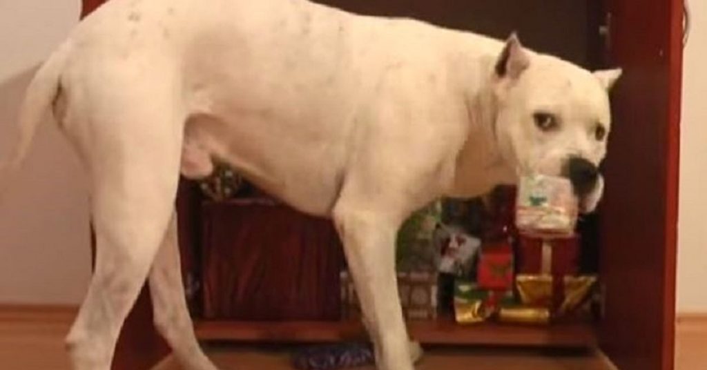 Ces chiens paraissent tristes car leurs maîtres sont partis mais c’est seulement en apparence. Regardez ce qu’ils ont fait!