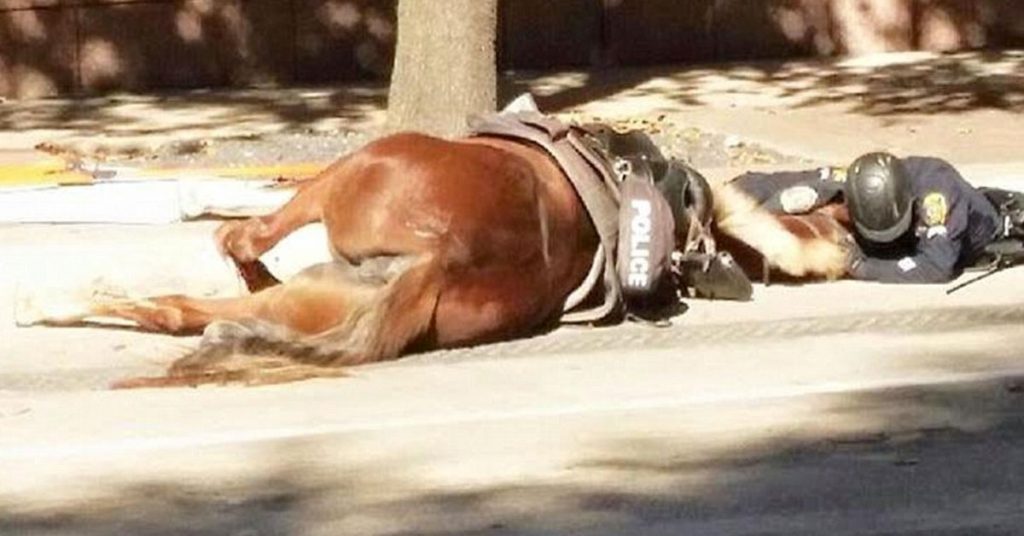 Un policier réconforte sa jument mourante frappée par un camion