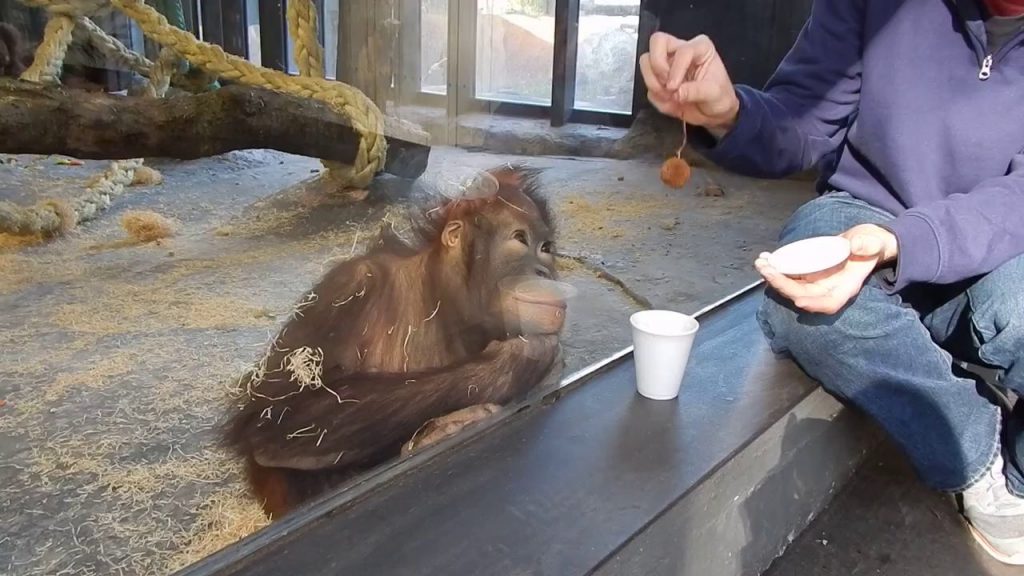 La réaction trop drôle d’un singe qui voit un tour de magie