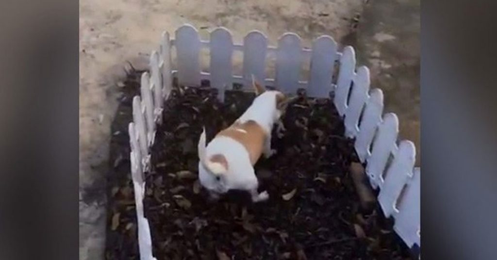 L’amour d’une pauvre chienne qui enterre son bébé dans le jardin