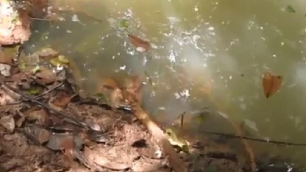 Il veut toucher un anaconda avec un bâton… et le regrette instantanément !