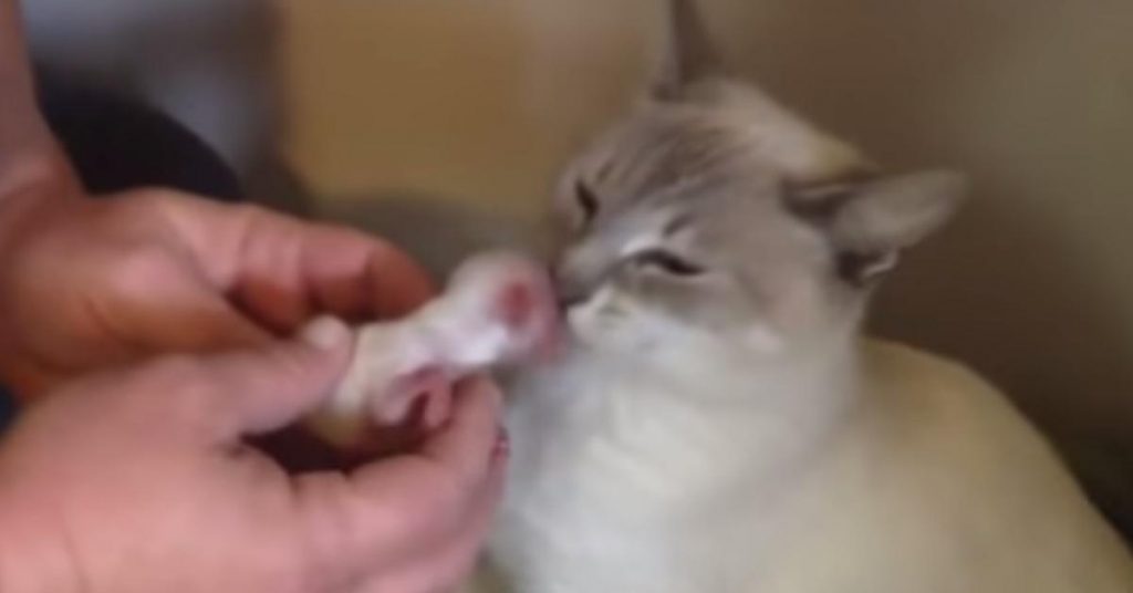 Ce que ce chat s’apprête à faire au chiot est vraiment déroutant! Tout le monde est resté stupéfait!