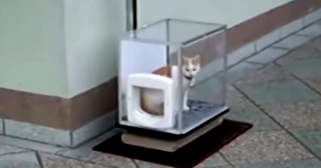 Ce chat se place dans cette boîte tous les jours. Découvrez pour quelle raison !