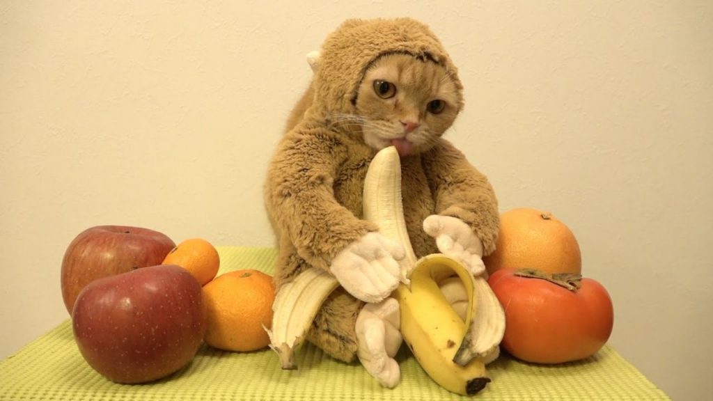 Un chat trop mignon déguisé en singe déguste une banane