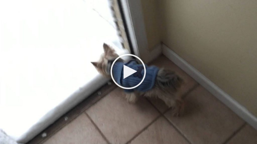 Un petit chien découvre la neige. Regardez sa réaction! LOL!