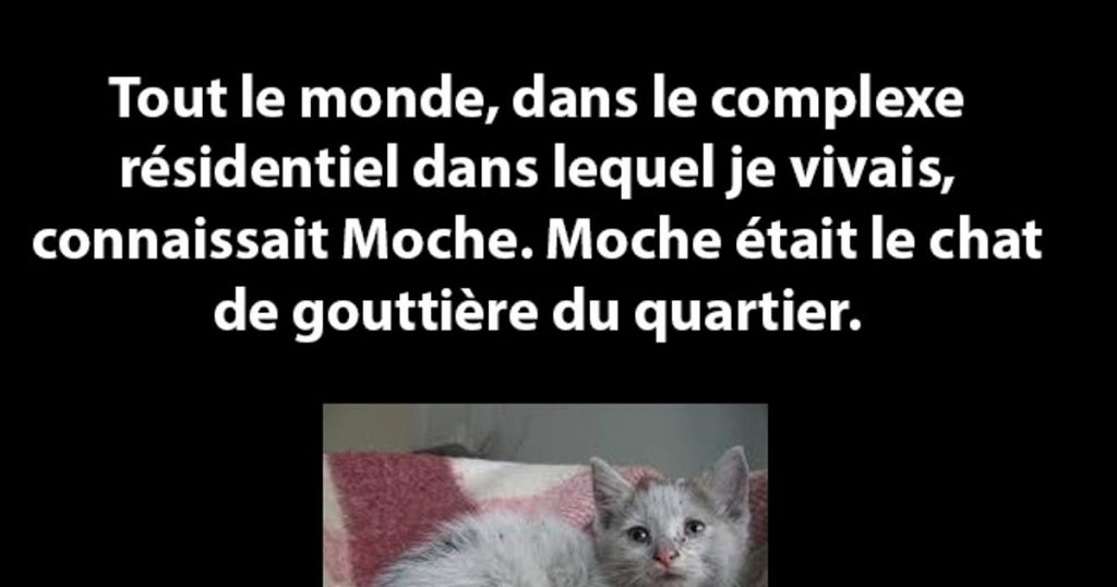 Vous devez lire cette histoire…. Cette histoire est déchirante.